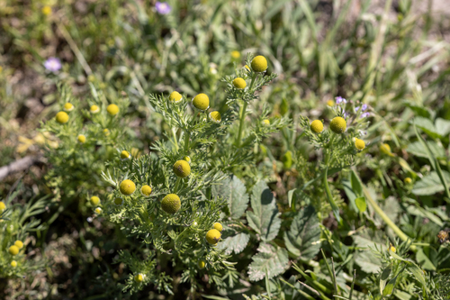 iNaturalist observation photo of pineapple-weed