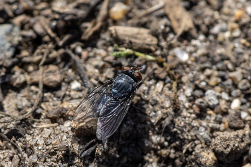 iNaturalist observation photo of Calliphorinae
