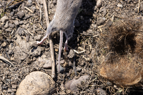 iNaturalist observation photo of Mice, Rats, and Hamsters