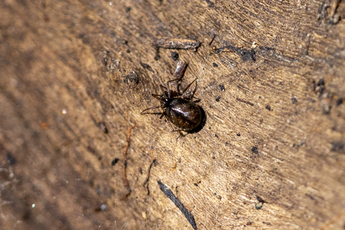 iNaturalist observation photo of Spiders