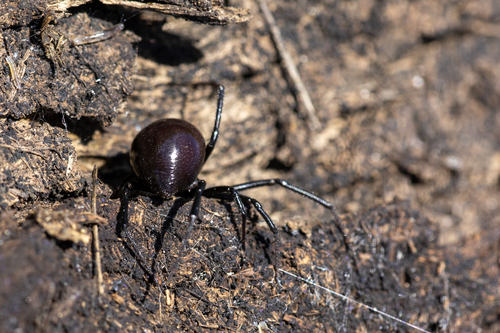 iNaturalist observation photo of Western Black Widow