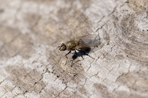 iNaturalist observation photo of Root-maggot Flies