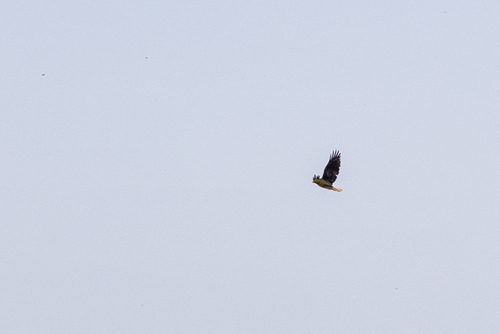 iNaturalist observation photo of Red-tailed Hawk