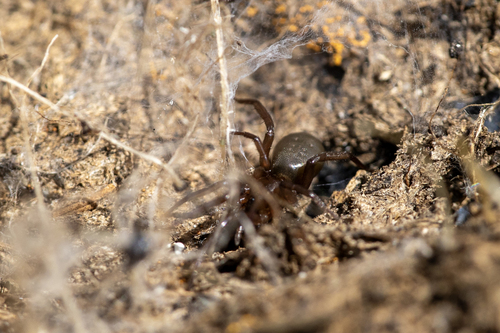iNaturalist observation photo of Spiders