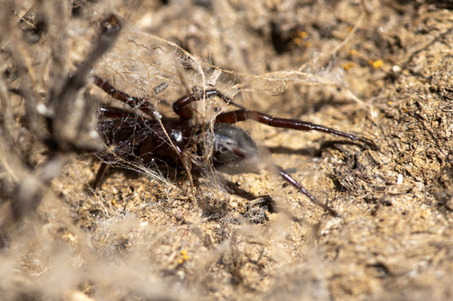 iNaturalist observation photo of Spiders