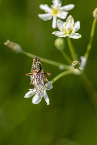 iNaturalist observation photo of Golden Dung Fly