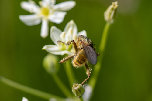 iNaturalist observation photo of Golden Dung Fly