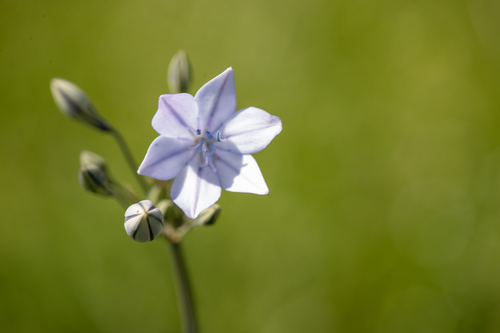 iNaturalist observation photo of Ithuriel's Spear