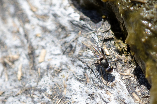 iNaturalist observation photo of Saltella sphondylii