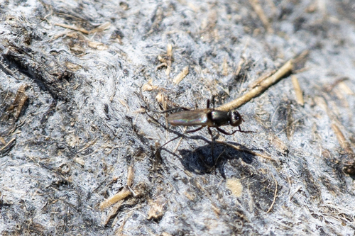 iNaturalist observation photo of Saltella sphondylii