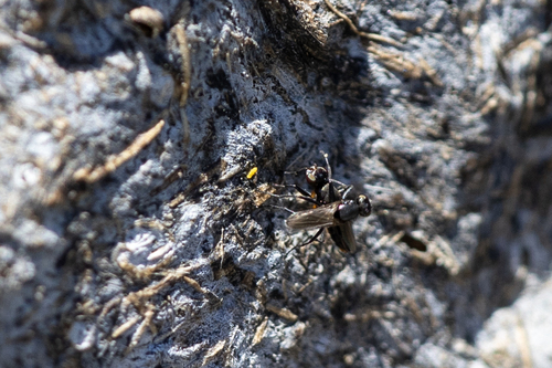 iNaturalist observation photo of Saltella sphondylii