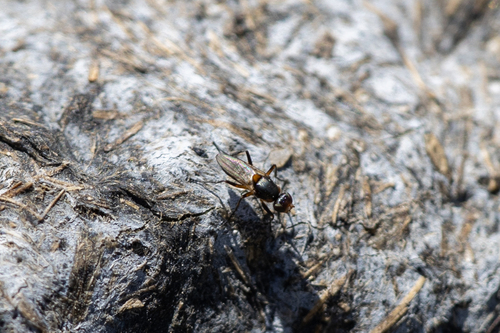 iNaturalist observation photo of Saltella sphondylii