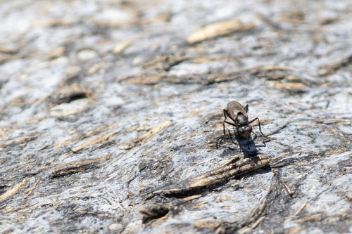 iNaturalist observation photo of Saltella sphondylii