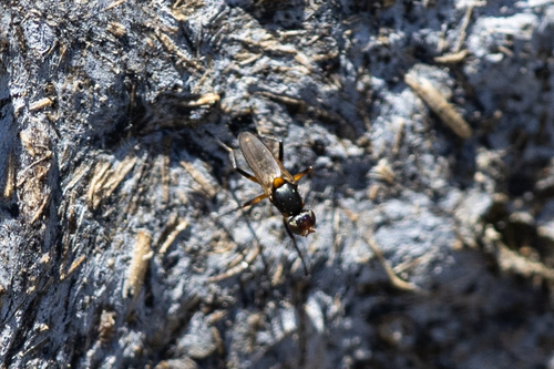iNaturalist observation photo of Saltella sphondylii