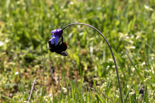 iNaturalist observation photo of Crotch's Bumble Bee