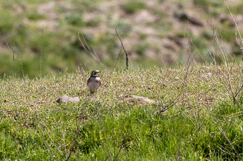iNaturalist observation photo of Horned Lark