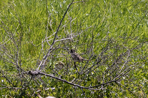 iNaturalist observation photo of Savannah Sparrow