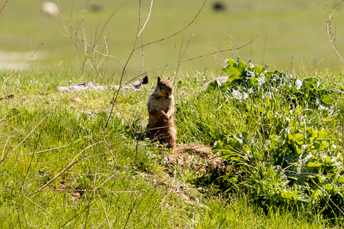 iNaturalist observation photo of California Ground Squirrel