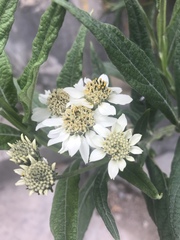 Verbesina boliviana