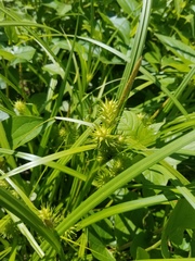 Carex lupuliformis