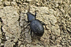 Psallidium maxillosum