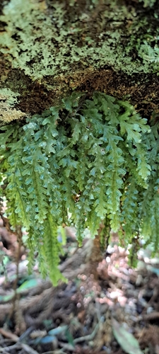 Image of Trichomanes polypodioides by (c) William G. Borges, some rights reserved (CC BY)