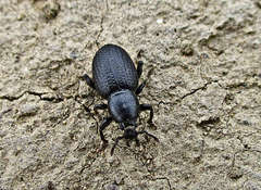 Psallidium maxillosum