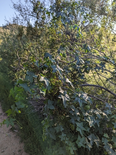 Image of Marah gilensis by (c) Rachel Stringham, some rights reserved (CC BY)