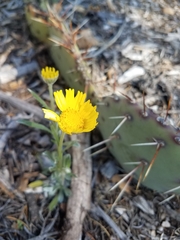 Tetraneuris argentea