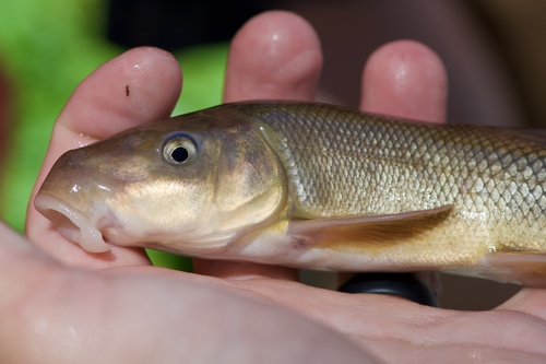 Sonora sucker (Catostomus insignis) — Catostomidae — 2