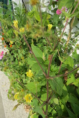 Sigesbeckia agrestis