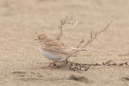 Turkestan Short-toed Lark (Alaudala heinei), photo 7