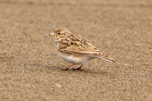 Turkestan Short-toed Lark (Alaudala heinei), photo 9