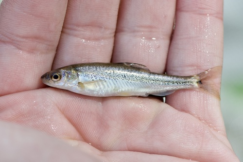 Spikedace (Meda fulgida) — Cyprinidae — 2
