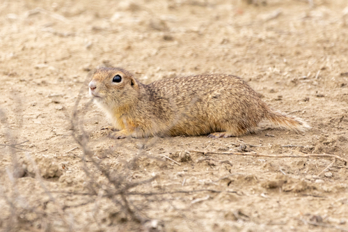 Caucasian Mountain Ground Squirrel