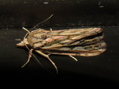 Meyrickella torquesauria