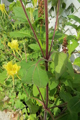 Sigesbeckia agrestis