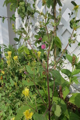 Sigesbeckia agrestis