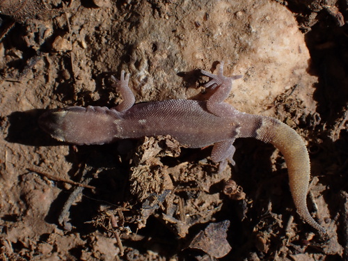 Khuzestan Dwarf gecko, Microgecko helenae