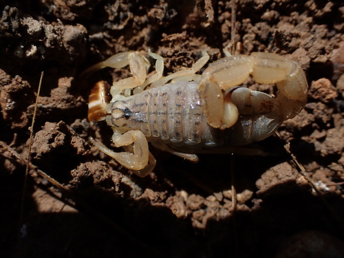 Mesobuthus phillipsi
