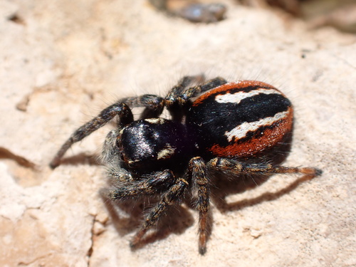 Red-bellied Jumping Spider