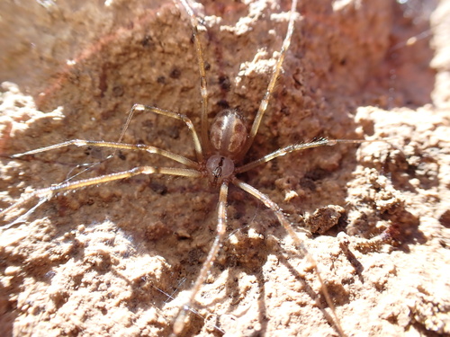 Artema doriae