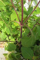 Sigesbeckia agrestis