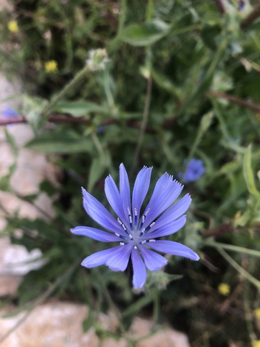 Foto de Escarola