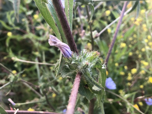 Foto de Escarola
