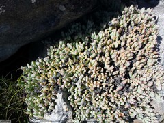 Oscularia caulescens