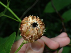 Phylloxera spinosa