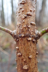Acer negundo violaceum