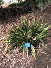Dianella atraxis