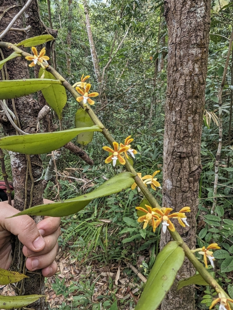 Trichoglottis orchidea